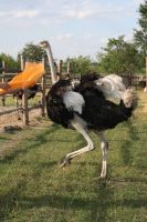 Страус - птица очень необычная